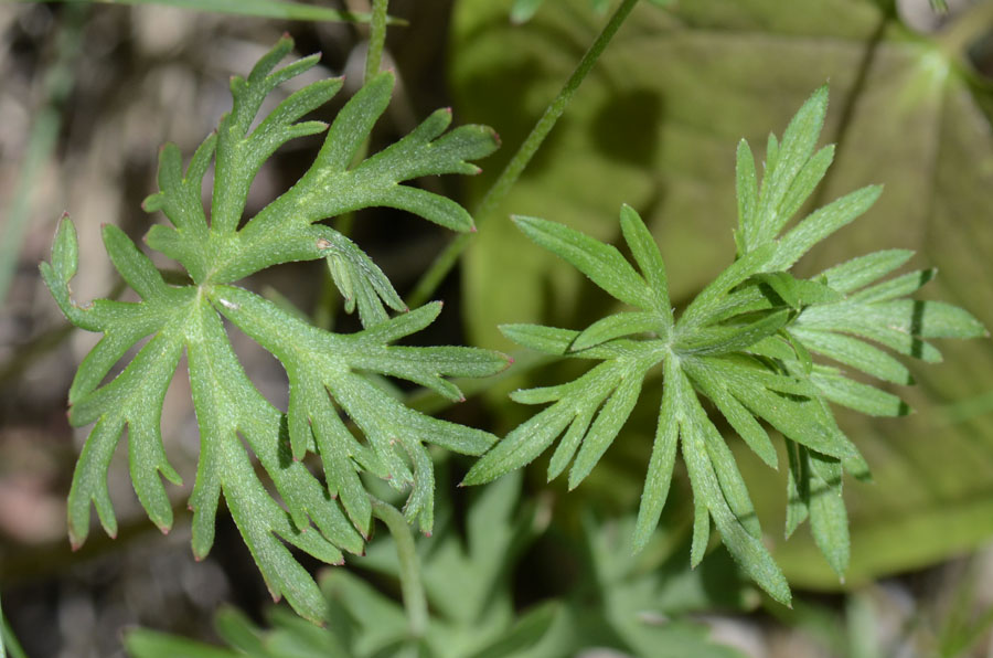 Geranium columbinum / Geranio colombino